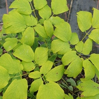 Caulophyllum thalictroides